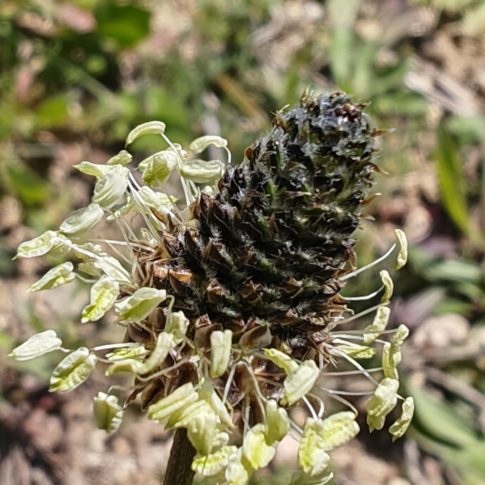 Plantain lancéolé - Fleurs