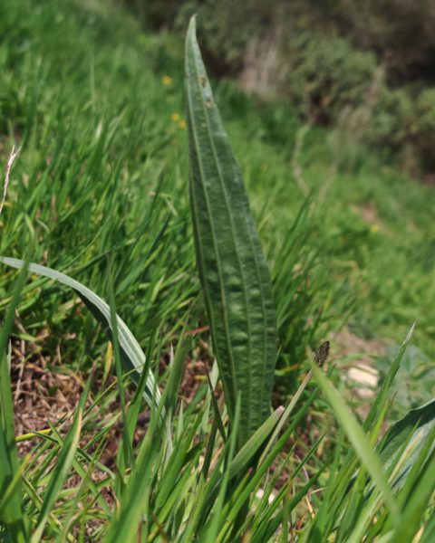 Plantain lancéolé