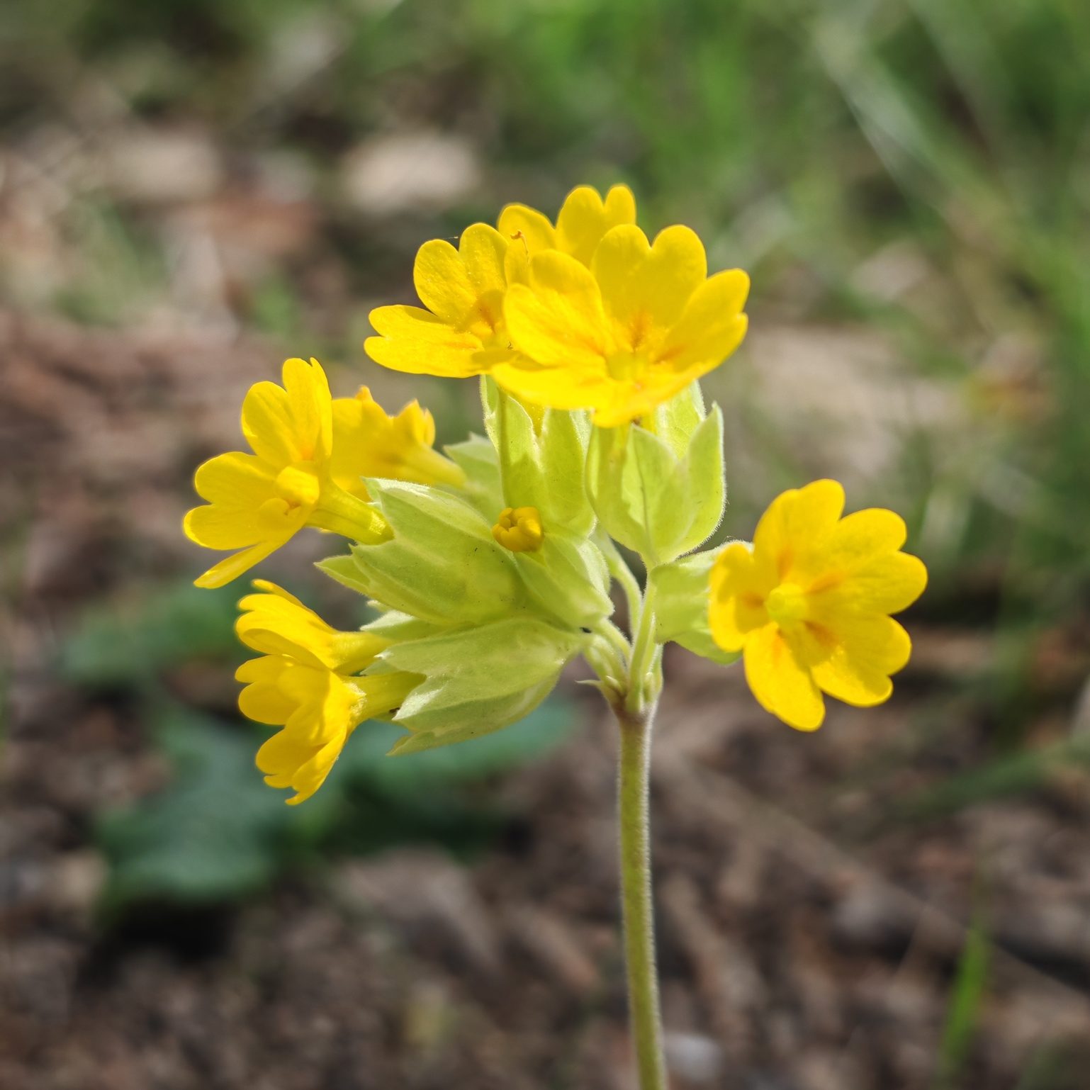Primevère officinale - Ombelle fleurie