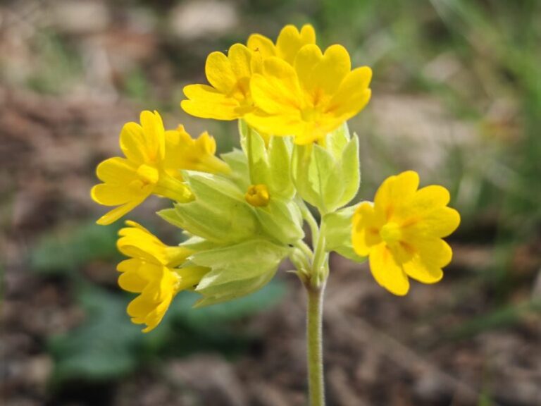 Primevère officinale
