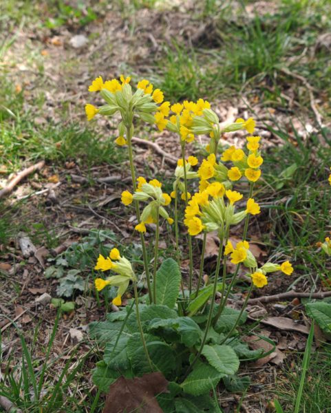 Primevère officinale