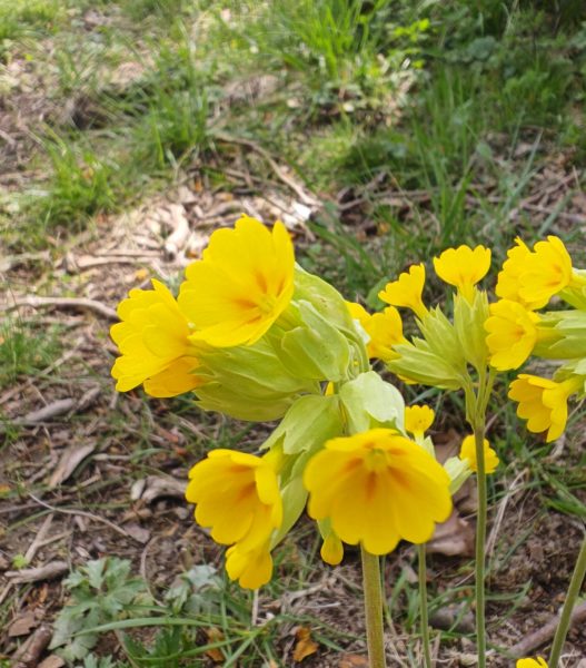 Primevère officinale