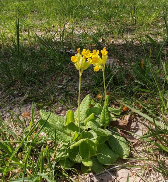 Primevère officinale