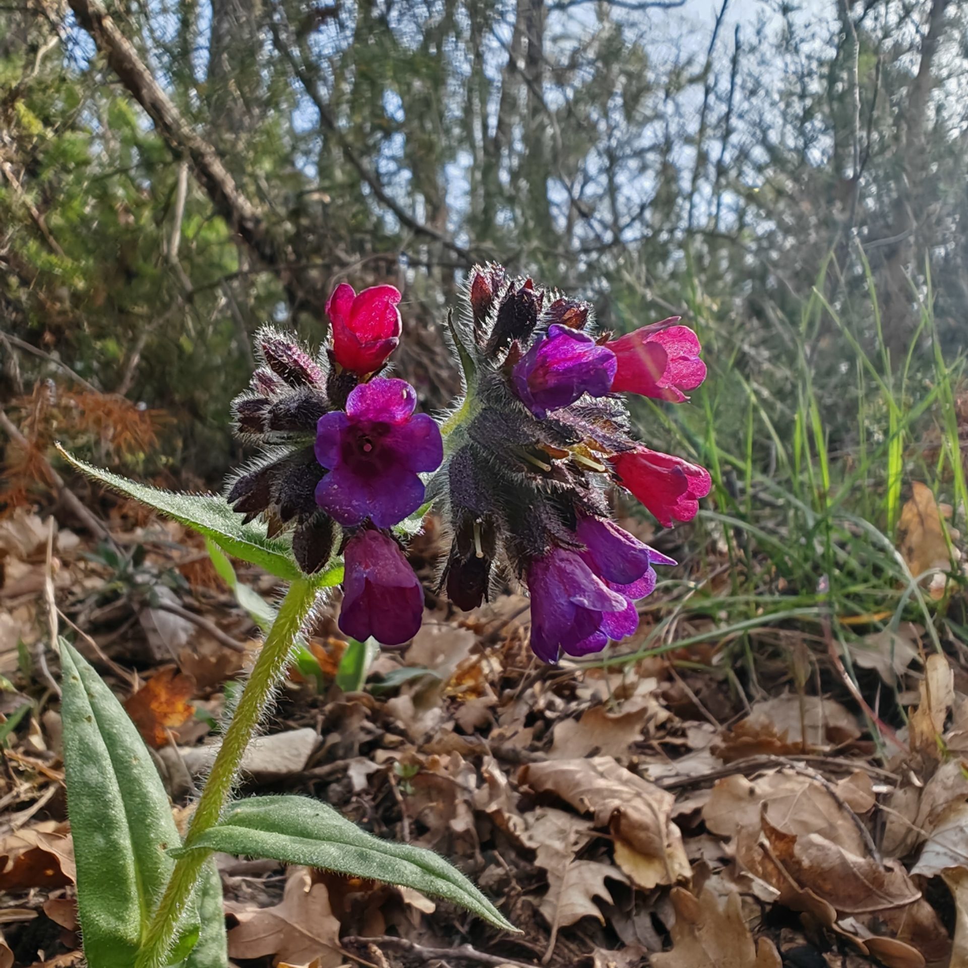 Pulmonaire à feuilles longues - Cyme scorpioïde