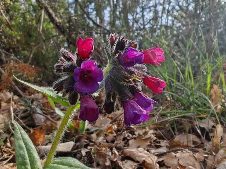Pulmonaire à feuilles longues