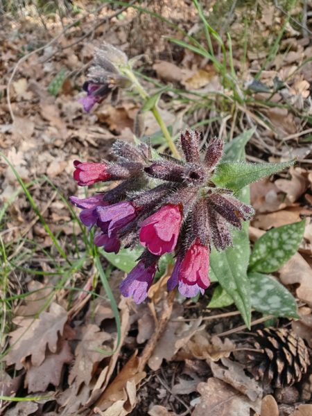 Pulmonaire à feuilles longues
