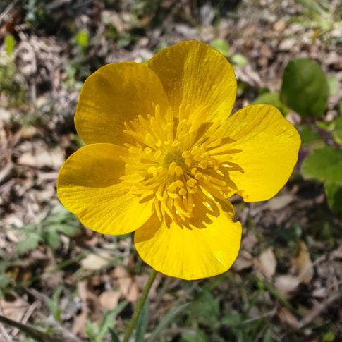 Renoncule bulbeuse - Fleur