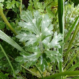 Renoncule bulbeuse - Feuille