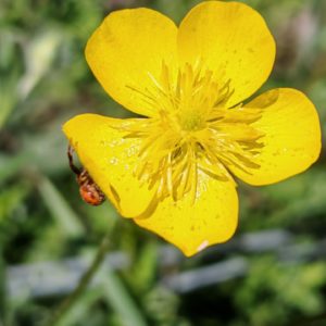 Renoncule bulbeuse - Fleur visitée par une araigné