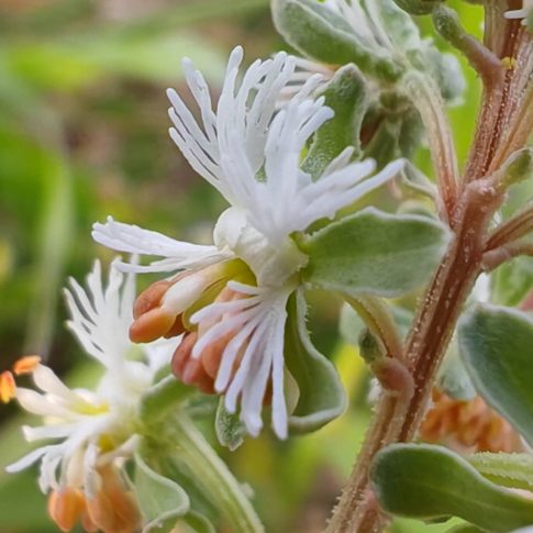 Réséda raiponce - Fleurs