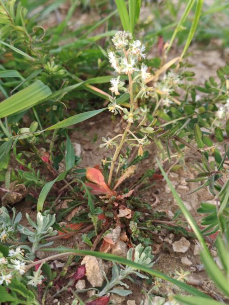 Réséda raiponce