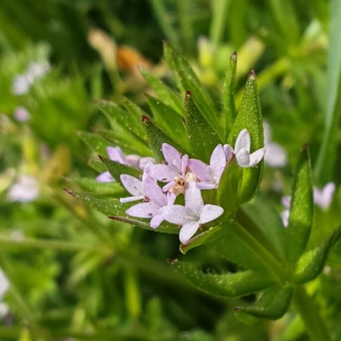 Rubéole des champs - Fleurs