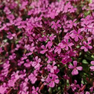 Saponaire de Montpellier - Tapis de fleurs