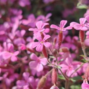 Saponaire de Montpellier - Fleurs