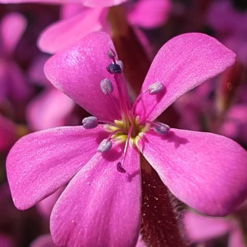 Saponaire de Montpellier - Fleur