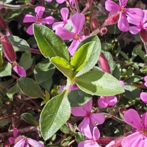 Saponaire de Montpellier - Feuilles