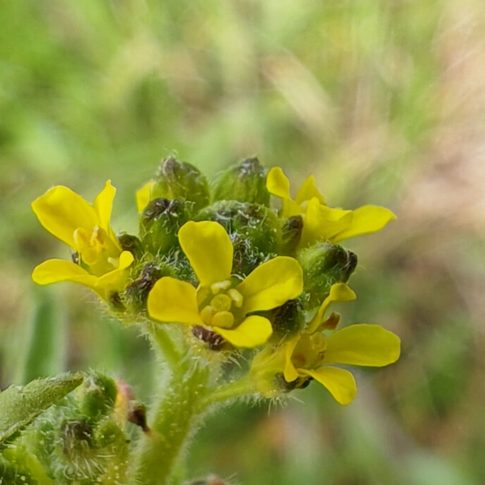 Sisymbre officinal - Fleurs