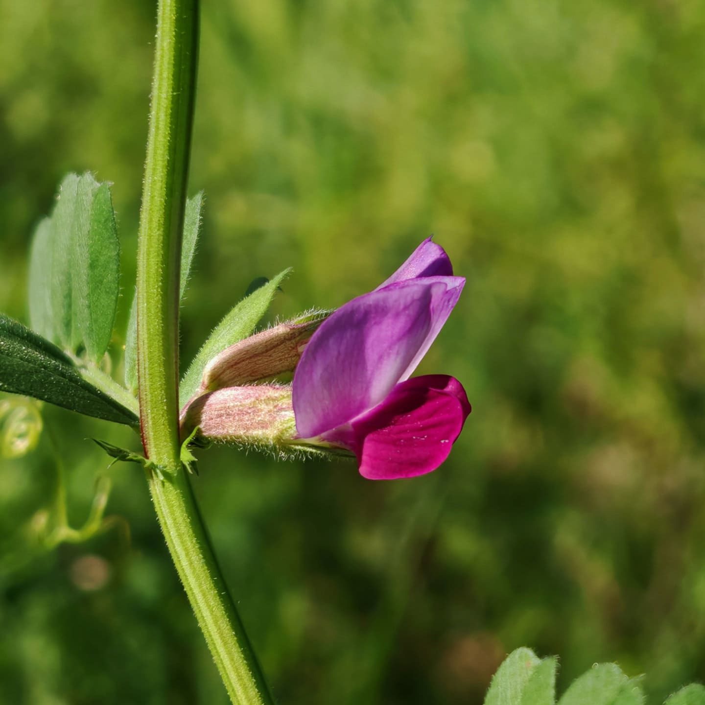 Vesce commune - Fleur violette