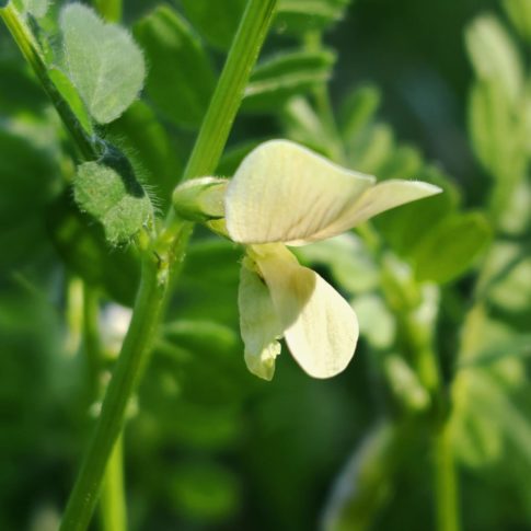 Vesce hybride - Fleur solitaire