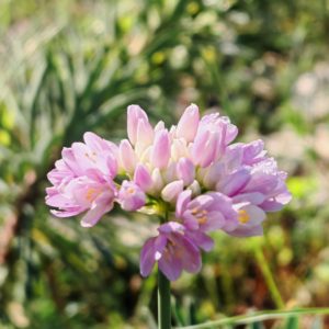 Ail rose - Ombelle
