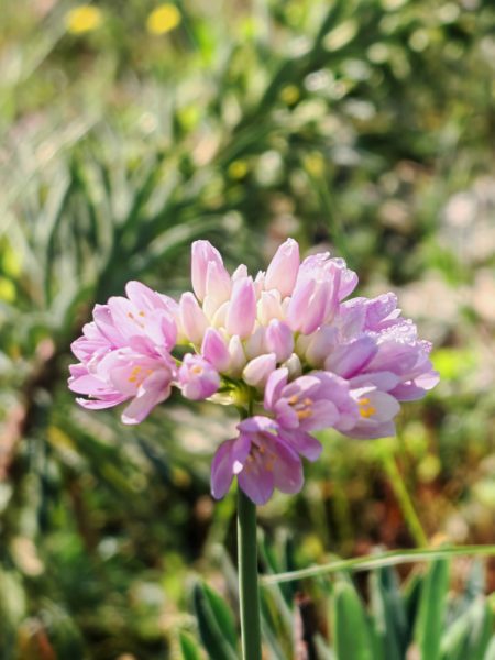 Ail rose