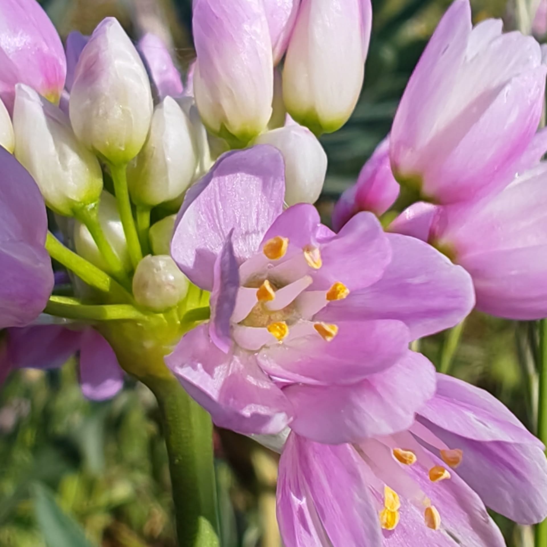 Ail rose - Fleur