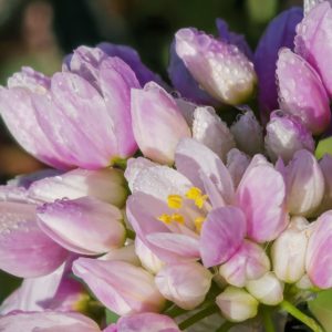 Ail rose - Fleurs