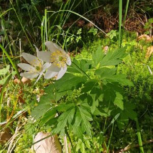 Anémone des bois - Plante entière