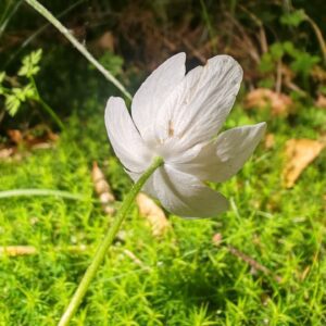 Anémone des bois - involucre