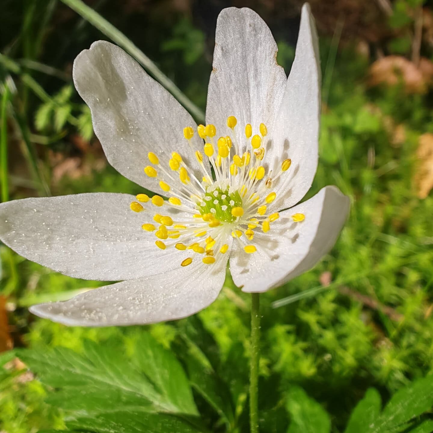 Anémone des bois - Fleur