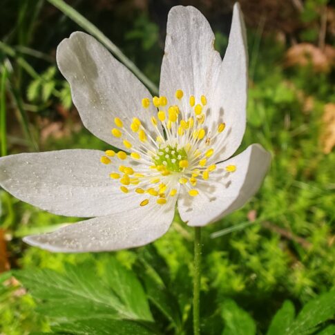 Anémone des bois - Fleur