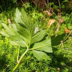 Anémone des bois - Feuille dessous