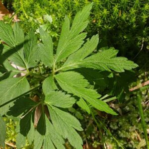 Anémone des bois - Feuille