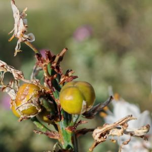 Asphodèle cerise - Fruits