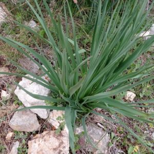 Asphodèle cerise - Feuille