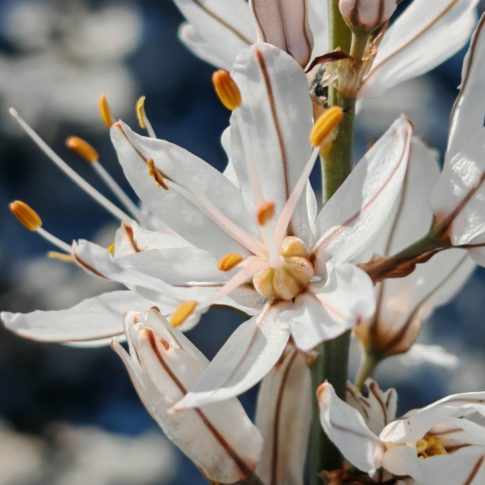 Asphodèle cerise - Fleur