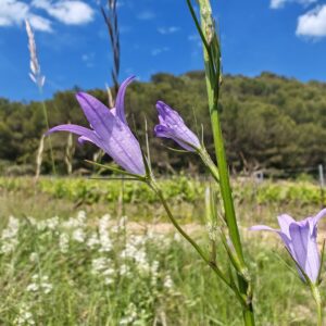 Campanule raiponce- Fleurs