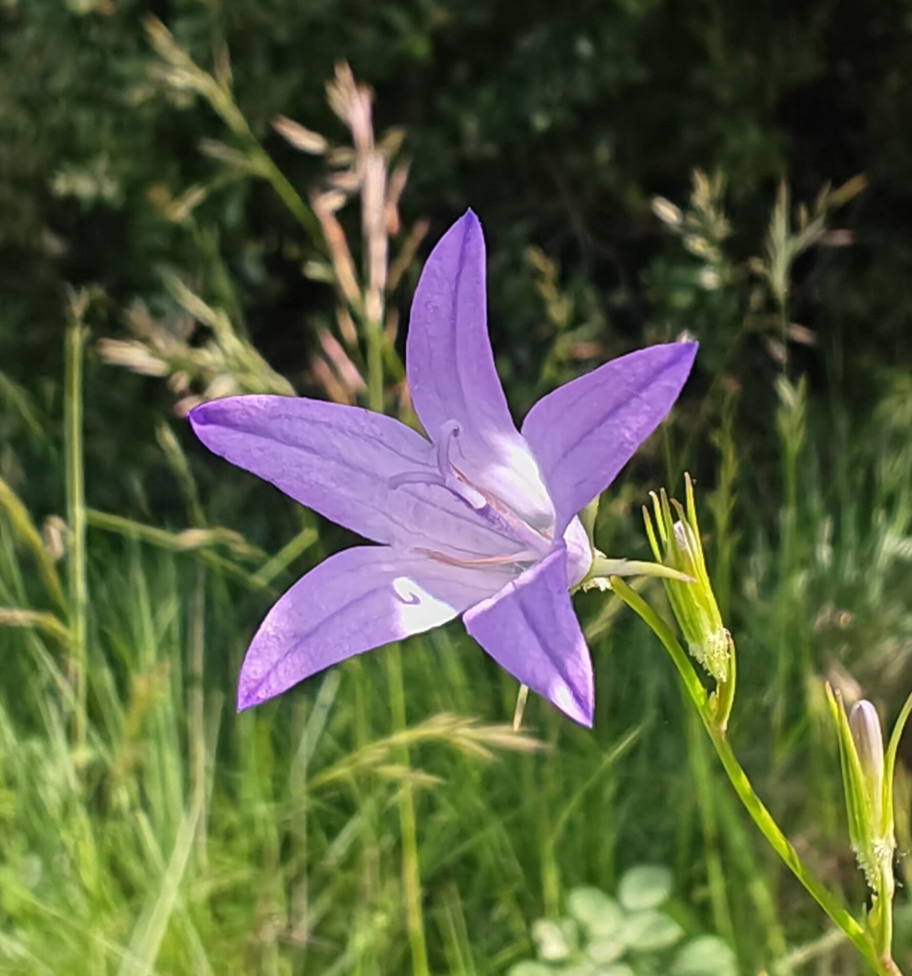 Campanule raiponce