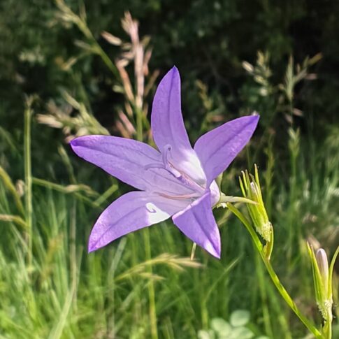 Campanule raiponce - Fleur