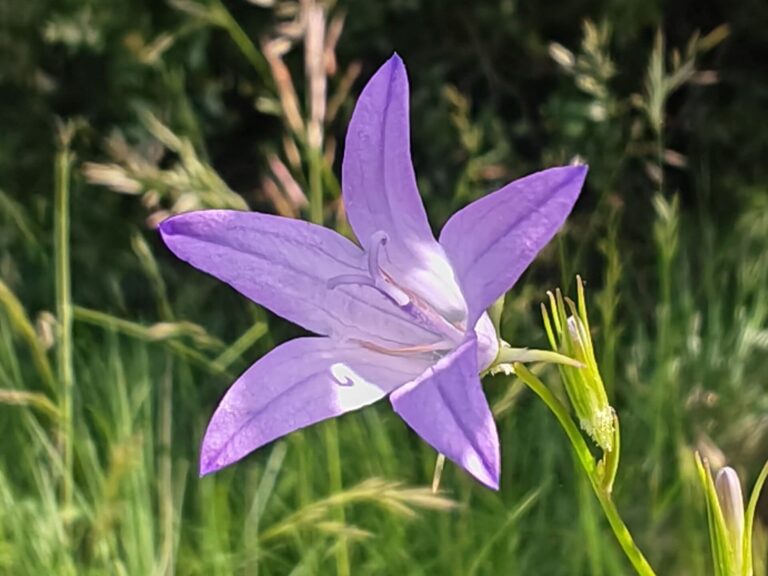 Campanule raiponce