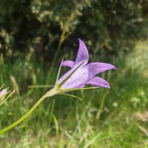 Campanule raiponce - Sépales linéairee