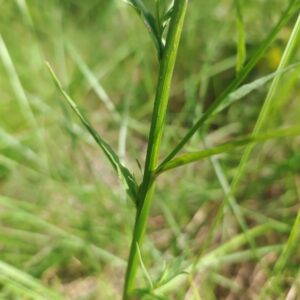 Campanule raiponce - Tige