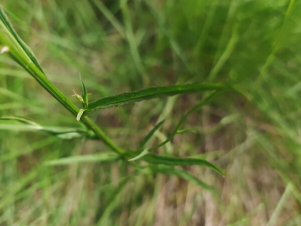 Campanule raiponce