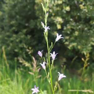 Campanule raiponce - Grappe de fleurs