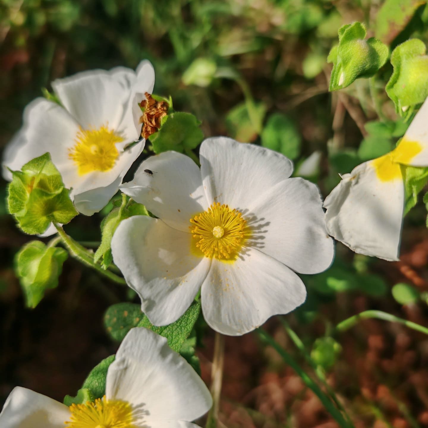 Ciste à feuilles de sauge - Fleurs