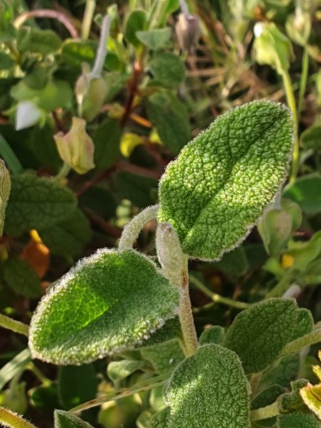 Ciste à feuilles de sauge
