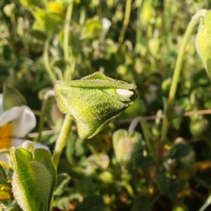 Ciste à feuilles de sauge - Bouton florale