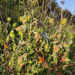 Ciste à feuilles de sauge - Boutons floraux