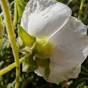 Ciste à feuilles de sauge - Sépales