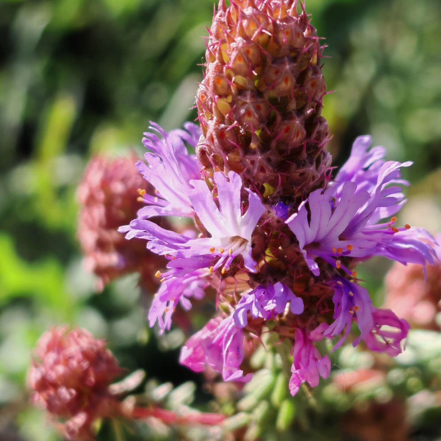 Coris de Montpellier - Inflorescence en épis